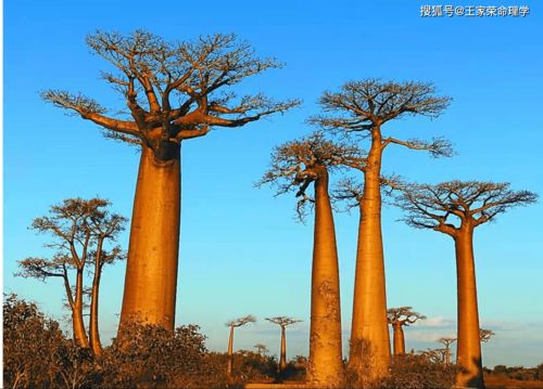 命中八字只有木火土的人命好吗