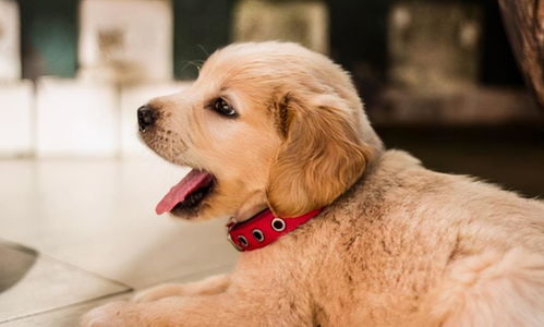 1994年属狗和 1995 属猪的婚配