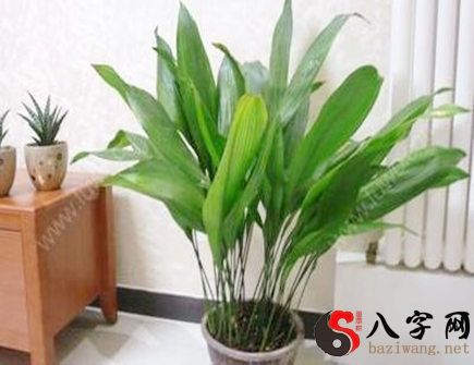 客厅进门处放置什么植物好