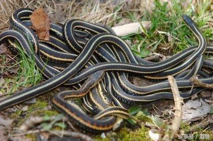 风水家中进蛇的真真正正预示