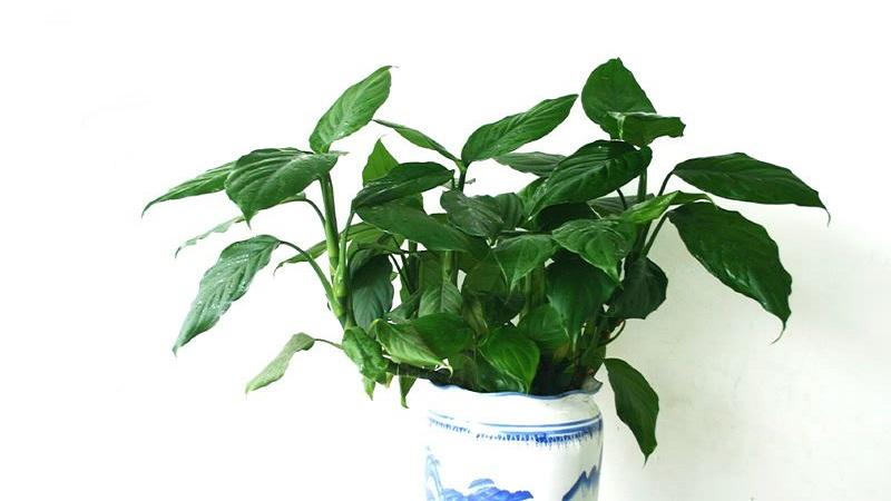 万年青放置风水忌讳 家植物风水选择