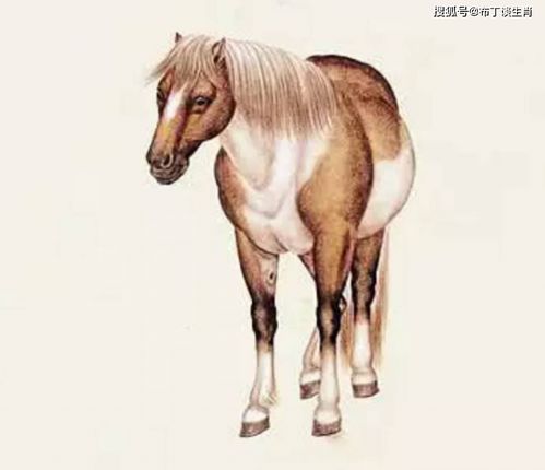 属马的八字命理是哪几个生肖