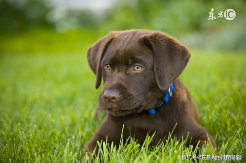 男属狗和女属牛婚姻如何