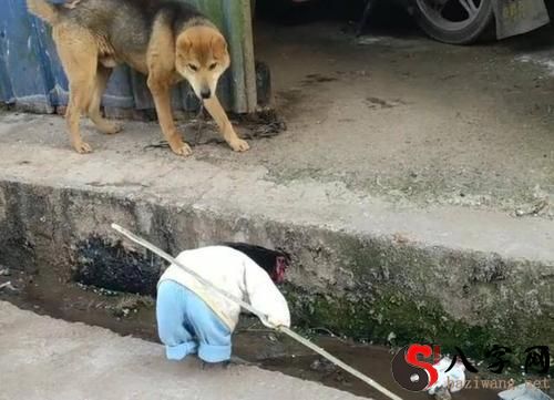 梦到拿棍子打狗