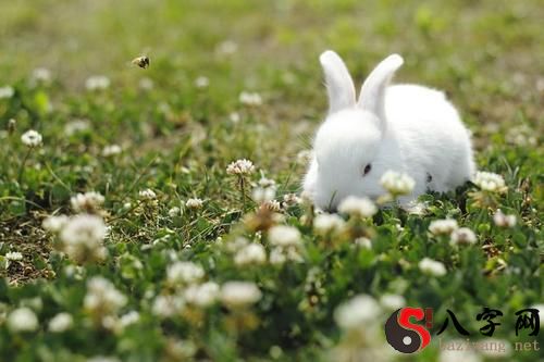 梦到小白兔吃草