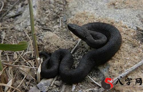 梦到被毒蛇咬了