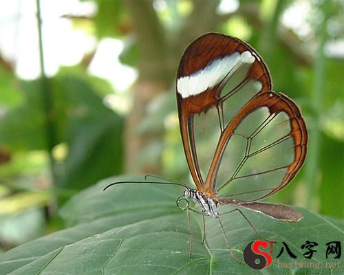 梦到扯蝴蝶的翅膀