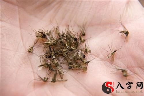 梦到打死许多蚊子