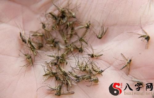 梦到家中许多蚊子