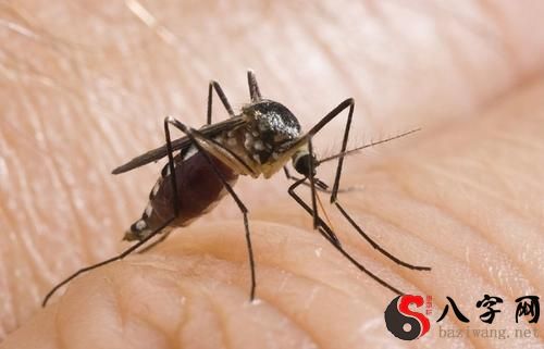 梦到许多蚊子