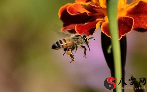 梦到蜜蜂蛰手