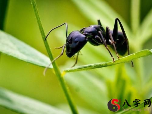 梦到黑蚂蚁