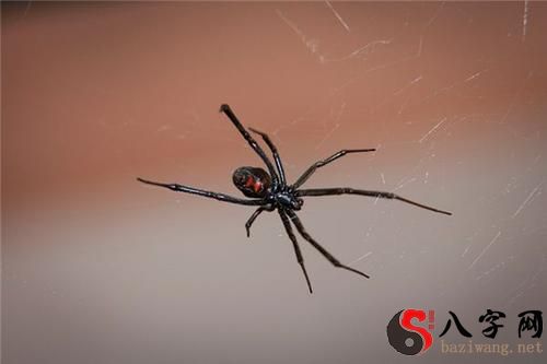 梦到黑蜘蛛