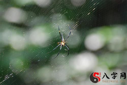 梦到巨大的蜘蛛