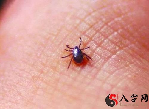 梦到蜘蛛爬在身上