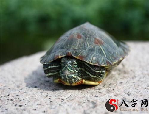 梦到乌龟爬入门内