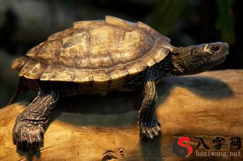 梦到乌龟想过河