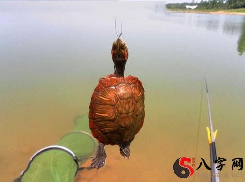 梦到钓到乌龟