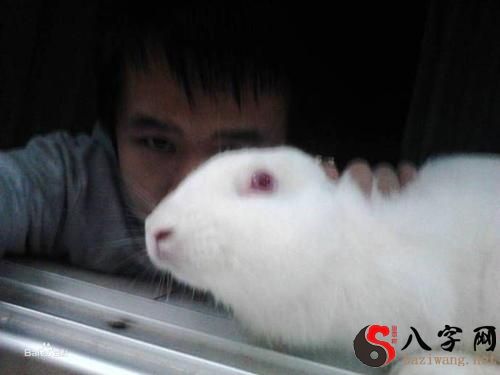 梦到一窝小兔子