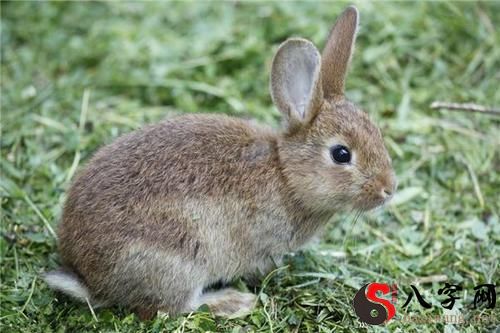 梦到被兔子追着跑