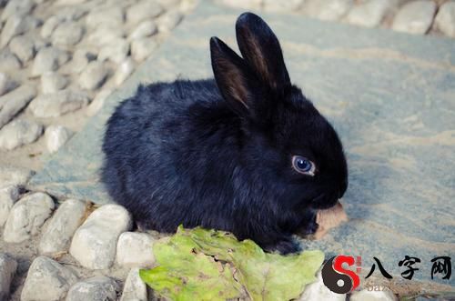 梦到抓了一只兔子