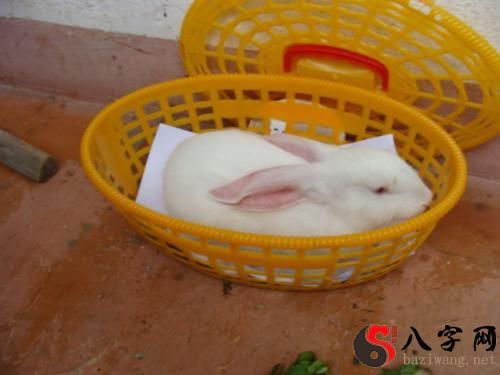 梦到兔子下兔崽子