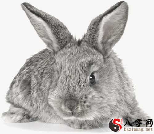 梦到灰色兔子