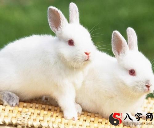 梦到踩死一只兔子