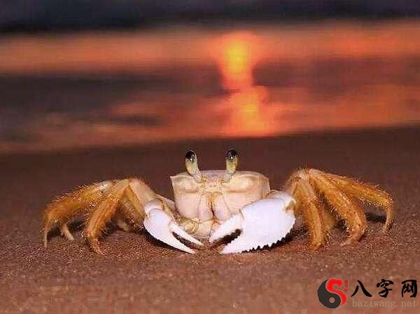 梦到被螃蟹夹