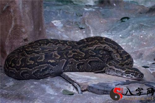 梦到大蟒蛇 梦到大蟒蛇