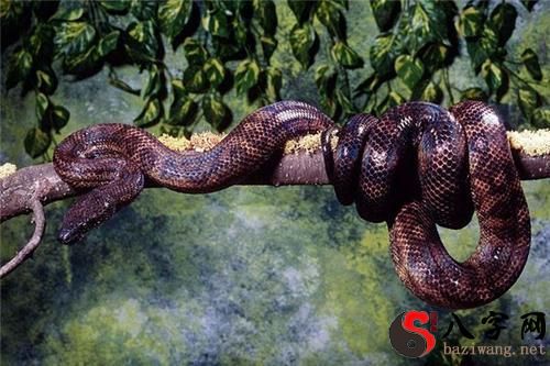 梦到他人被大蟒蛇吃掉