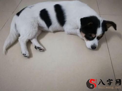 梦到可爱的小狗