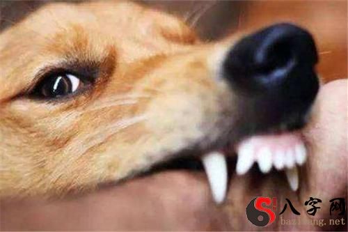 梦到家中来了一只小狗