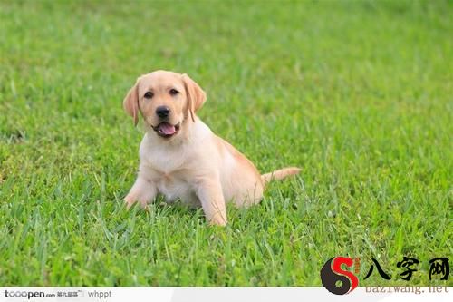 梦到绿色的小狗
