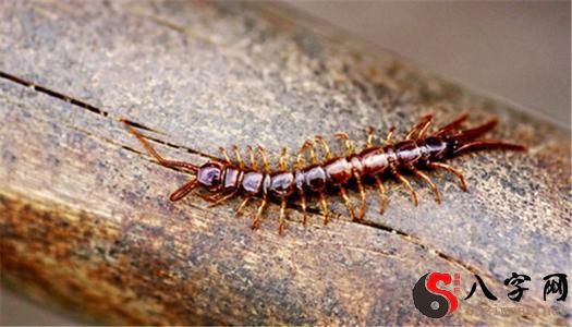 梦到会飞的蜈蚣