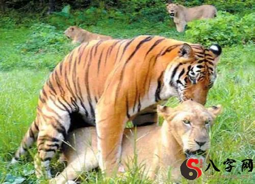 梦到老虎和狮子