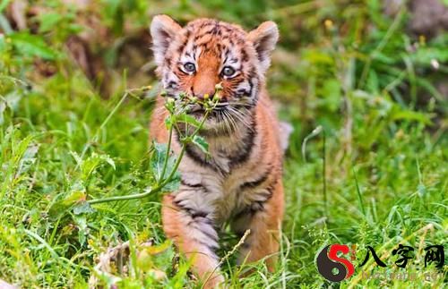 梦到老虎扑向其他动物