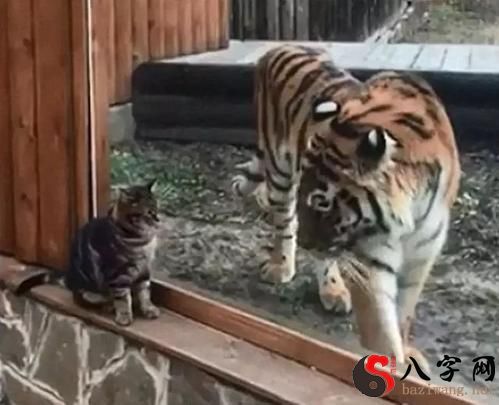 梦到老虎被关笼子喂肉