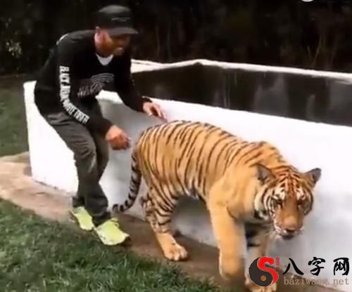 梦到老虎咬屁股