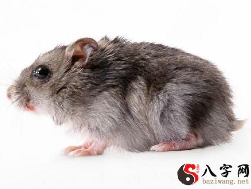 梦到弄死掉一只超大的老鼠