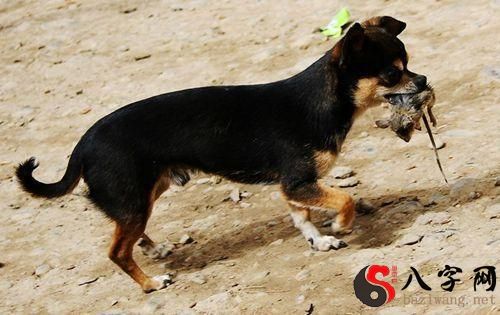 梦到老鼠被家中的属狗咬