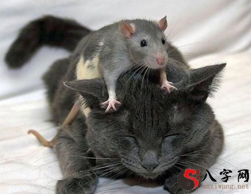 梦到老鼠咬我屁股