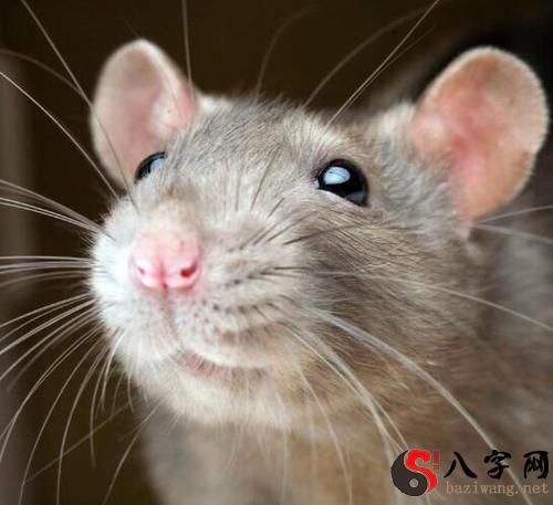 梦到老鼠爬在脸上