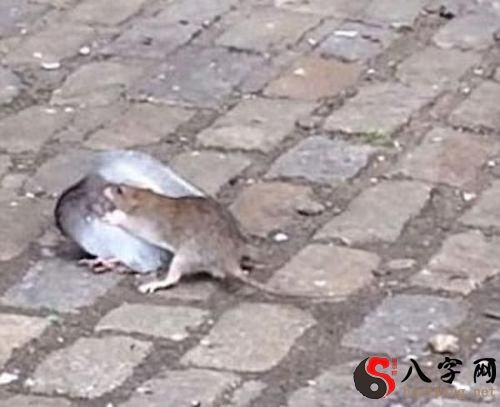 梦到死老鼠发臭