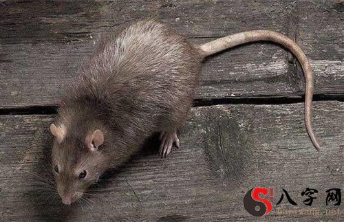 梦到老鼠打不死