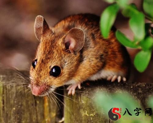 梦到好多小老鼠