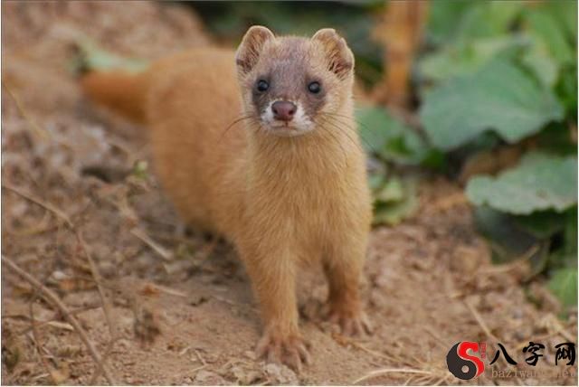 梦到打死黄鼠狼