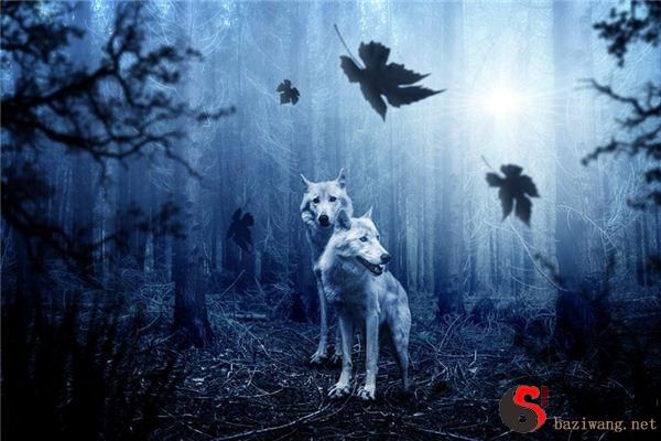 梦到被狼追