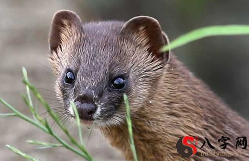 梦到被黄鼠狼咬