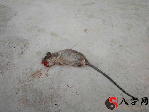 梦到他人被老鼠咬